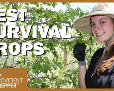 Best Crops to Grow in a Survival Garden