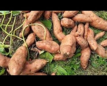 A Prepper Garden – My #2 & #3 Vegetables to Grow for SHTF