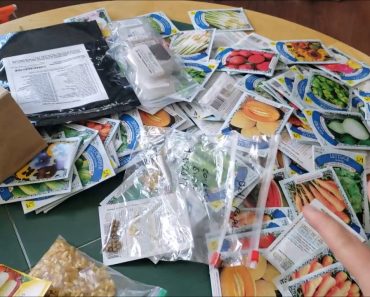 Long term seed storage. Prepper seed bank