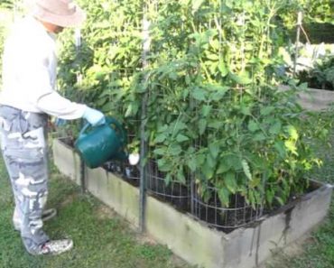 Fertilize and Water the Garden Survivalist Preparedness raised bed square foot how to
