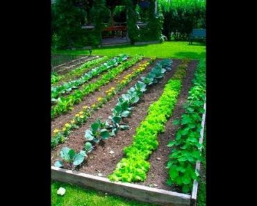 Garden Project – Garden Layout