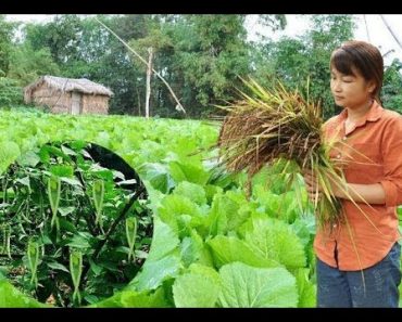 Survival Skills: How to Grow a organic vegetable garden – Part1