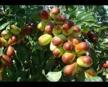 BEST FRUIT NUT BERRY TREES FOR YOUR PREPPER HOMESTEADING GARDEN!