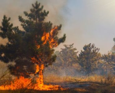 How To Use Wildfire As A Tool