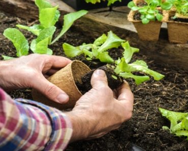 10 Quick Methods To Start Your Garden Today