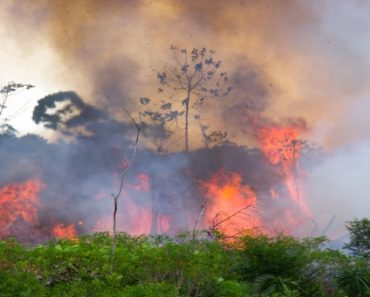 Our Planet Is Burning… | Survivopedia
