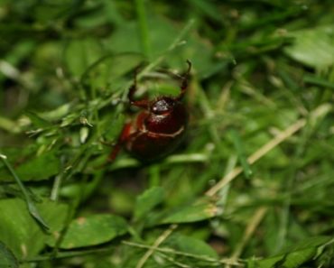 Top 5 Edible Insects That Will Save Your Life