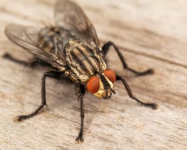 10 Natural Fly Repellents To Help Rid Your Home Of Flies –