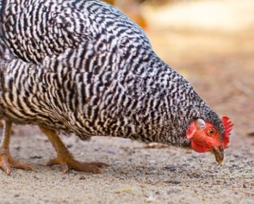 Tips On Corn-Free, Natural Feeding Your Backyard Chickens