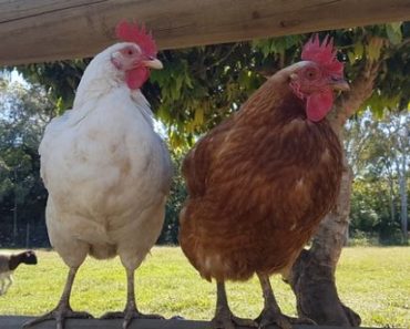 Forget Plucking! There’s A MUCH Easier Way To Process Chickens