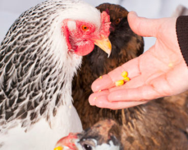 7 Important Steps To Prepare Your Chickens For Fall And Winter