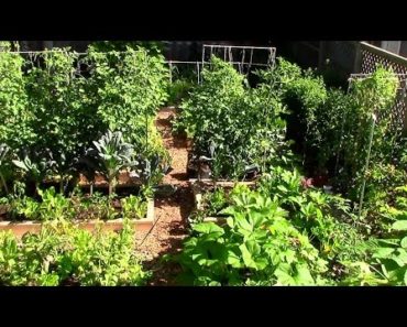 How to Grow a lot of Food in a Small Garden – 9 EZ tips