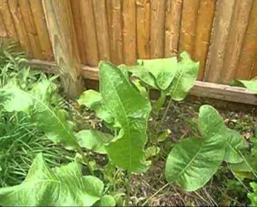 Survival Garden Tips #2, Choosing Plants and Seed