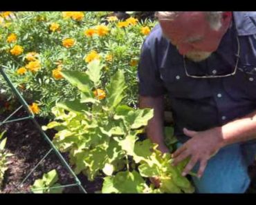 Survival Gardening:  Companion Planting