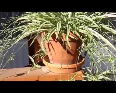 Survival Garden: Plants Preppers Might Not Have Considered