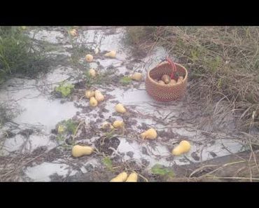 Survival, growing food that is hidden in plan sight
