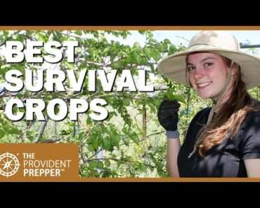 Best Crops to Grow in a Survival Garden