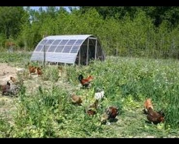 Grow or Die  Survival Gardening with David the Good Pt1