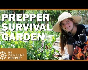 Survival Garden Design Basics for Preppers