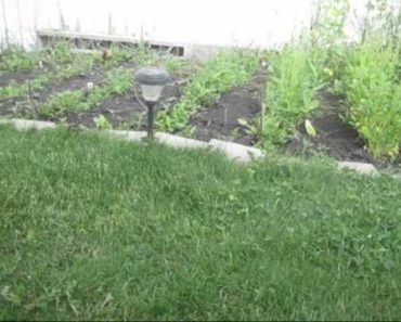 Urban Survival Gardening (Alberta,Canada) 2012