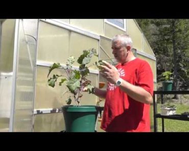 Survival Gardening – The Perennial Tree Collard