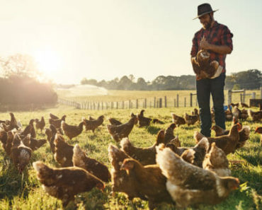 Low Cost Chicken Feeds You Can Produce Yourself –