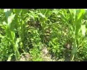 Survival Gardening Part 1  peak oil, food storage, prepper, survivalist, economic collapse, doomsday