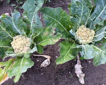 This Years Garden 2018. Harvest, Harvest, Harvest. The garden has been doing very well this year.