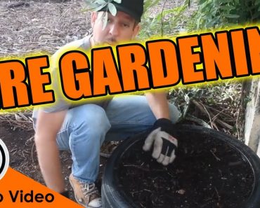 Grow a Survival Garden ANYWHERE With This…