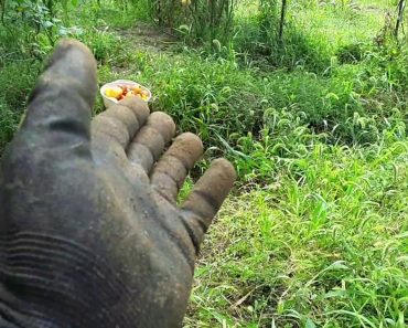 A Prepper Garden – The #1 Vegetable To Plant for SHTF