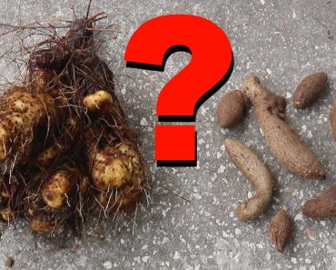 The Ultimate Prepper Survival Food?
