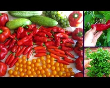Garden Update #5 Square Foot Raised Bed Vegetable Survivalist Raw Food Prepper