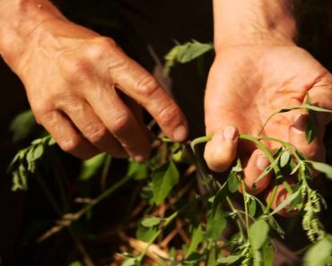 Prepper Tips: How To Forage