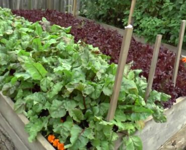 SURVIVAL GARDEN. TO SURVIVE YOU MUST DO THIS!!!
