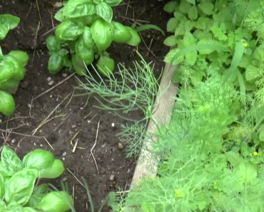 Survival Garden. This will keep you alive!!