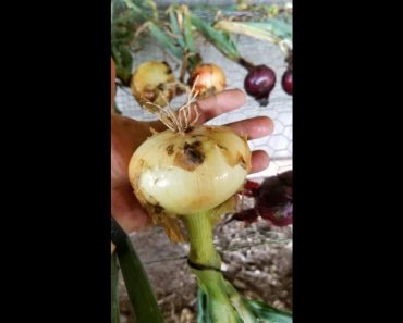 Prepper Garden Tip. How to grow Big Onions