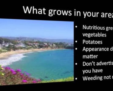 How to start a Survival Garden for survival food