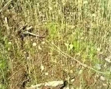 Permaculture Prepper Garden