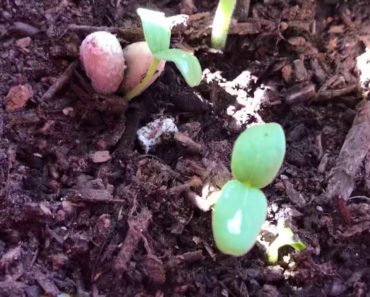 Practical Prepper-Garden Update?