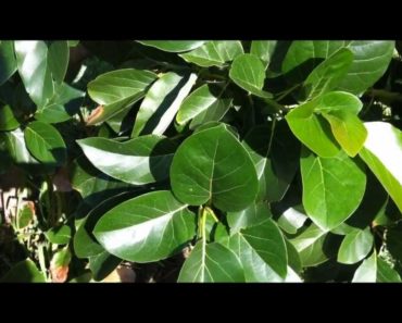 A Prepper's Garden   Food for Life