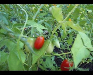 Companion Planting in the Survival Garden