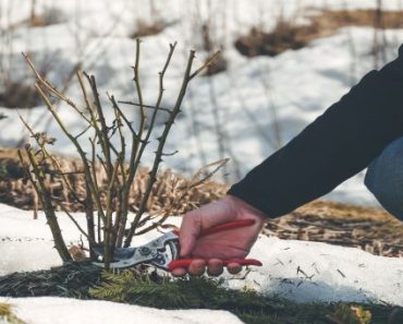 5 Essential Garden Maintenance Tips For Winter