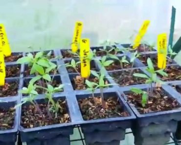 What I am growing in my 2015 Prepper Garden – 21 types of Tomatos
