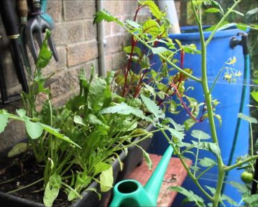 Prepper Garden