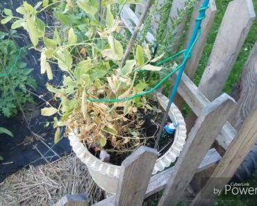 2019 Survival Garden Update #1