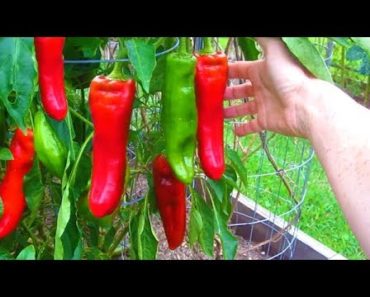 August 29th Garden Harvest Update Melon Pepper Tomato Container Vegetable Gardening How to Grow