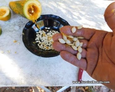 Saving Squash Seeds For a SHTF Survival Garden