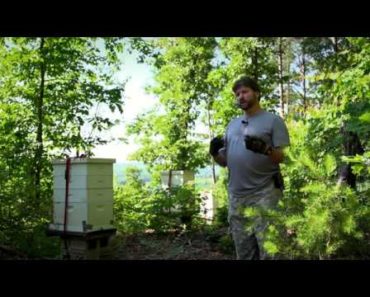 The importance of honey bees by Secret Garden of Survival – Rick Austin, Survivalist Gardener