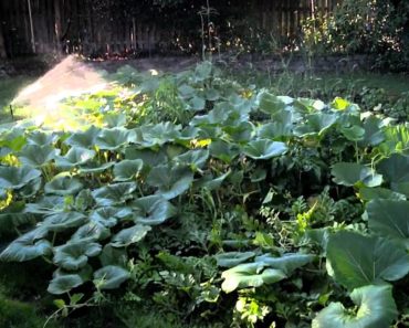 How to cultivate your survival garden.