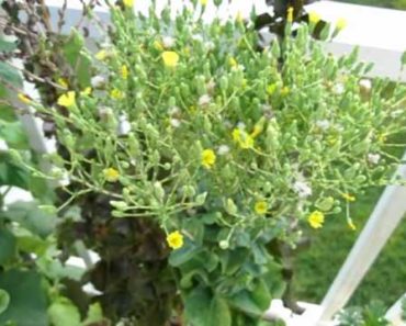 Harvesting Lettuce Seed – Survivalist Stockpile – Vegetable Garden Preparedness